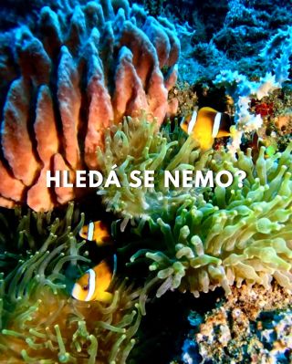Hledá se Nemo? 👀 Neee! 😄 Hledáme potápěče, kteří s námi vyrazí na Bali! 🌴🤿 🇮🇩 17.–25. dubna 2027 vyrážíme do Amedu – čeká...