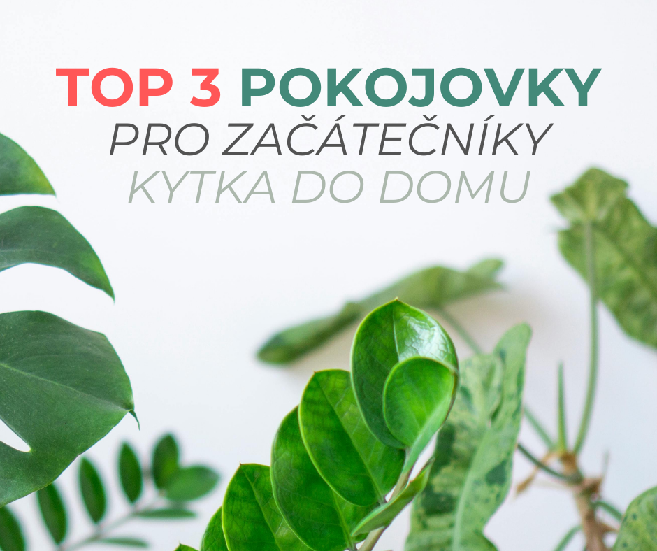 TOP 3 pokojové rostliny pro začátečníky