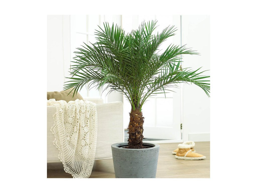 Phoenix canariensis, Datlovník