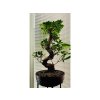 Ficus microcarpa Ginseng