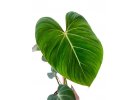 Philodendron