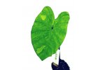 Colocasia