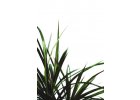 Dracaena