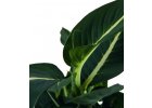 Dieffenbachia