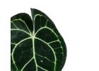 Anthurium