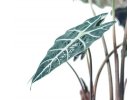 Alocasia 