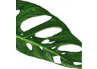 Monstera