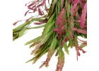 Rhipsalis