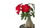 Adenium