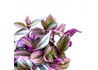 Tradescantia