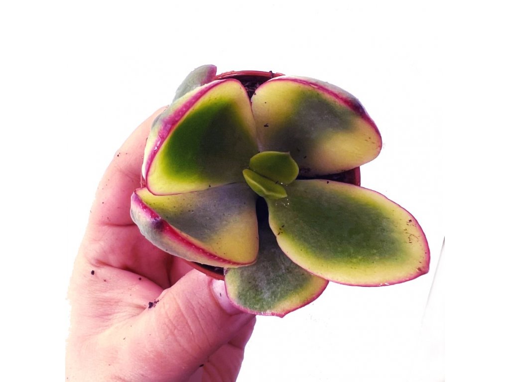 Crassula ovata variegata baby