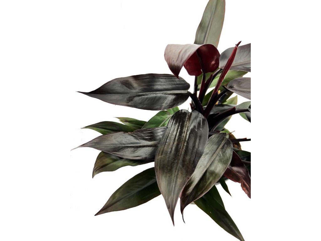Philodendron "Lisa" řízek k zakořenění
