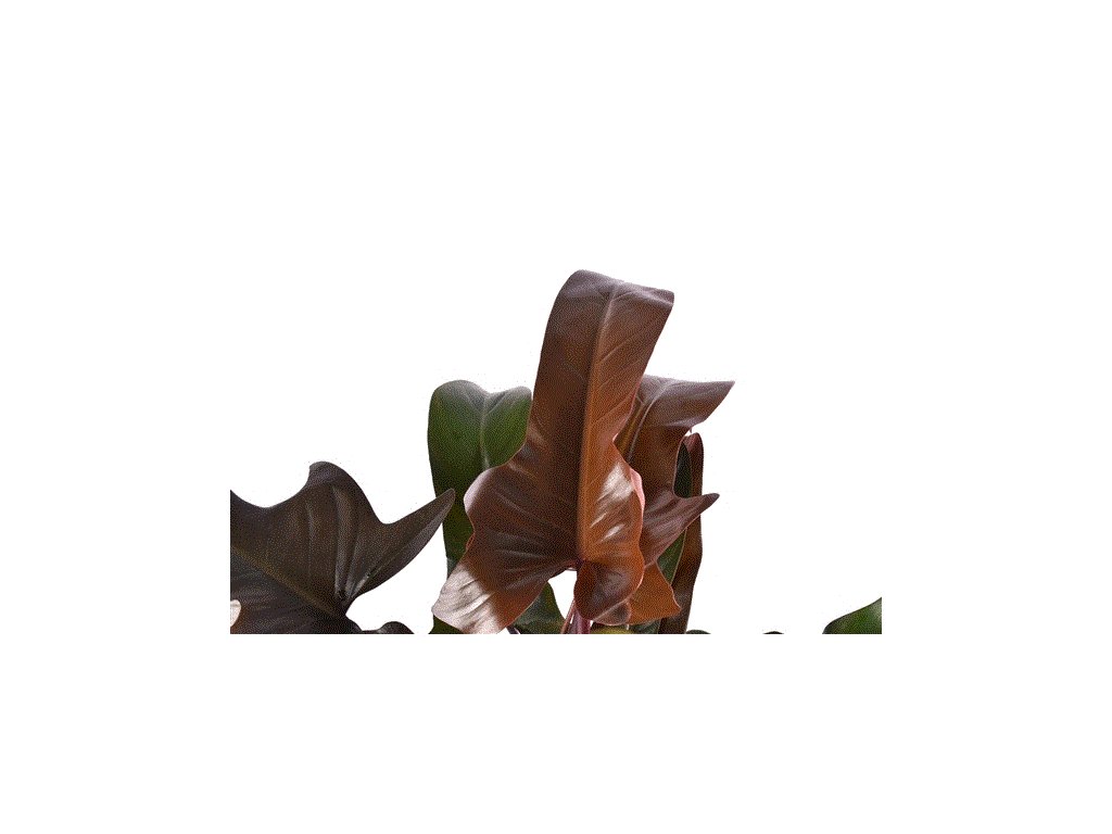 Philodendron "Bronz" rizek k zakořenění