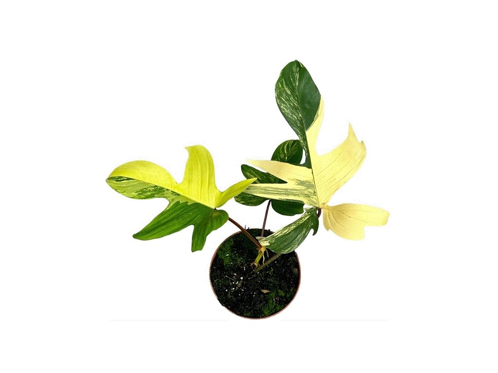 Philodendron "Florida Beauty" variegata