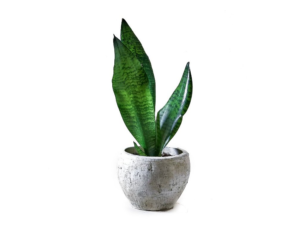 Jak rychle roste Sansevieria?