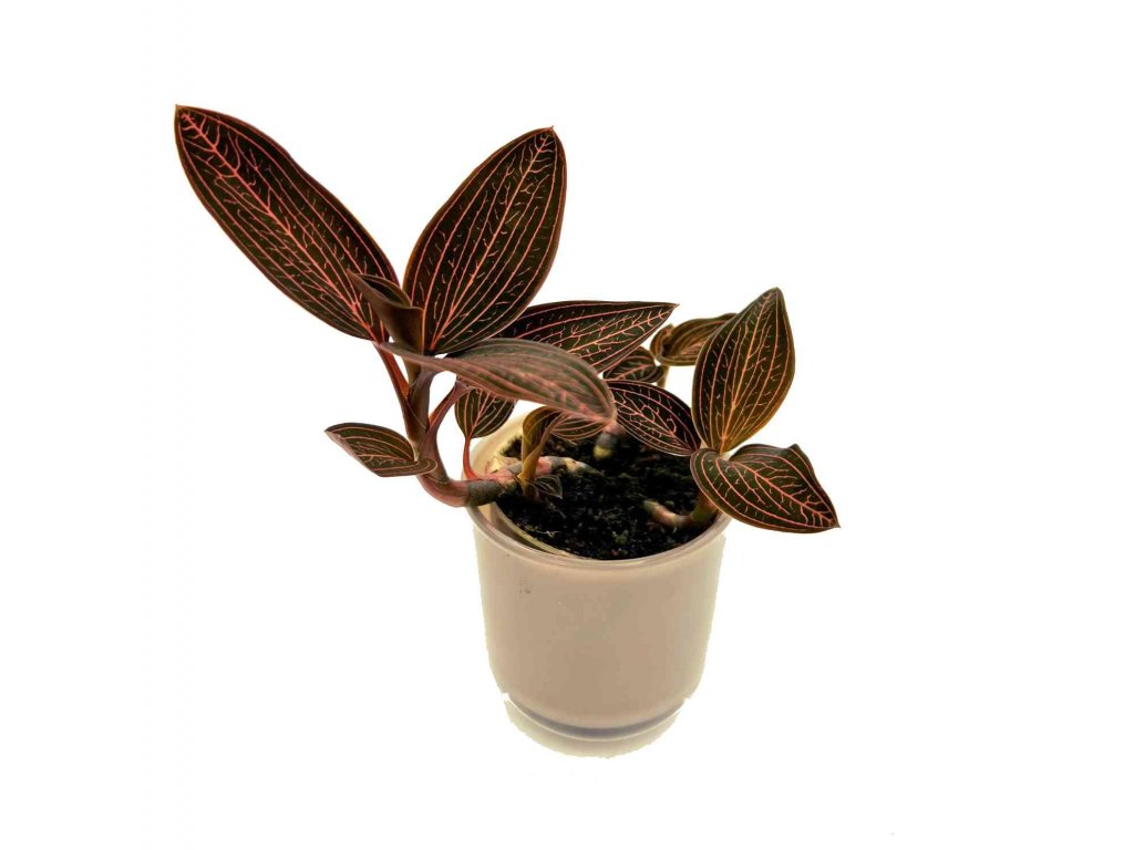 Jewel Orchid "Ludisa discolor ‚SPIDERMAN’"