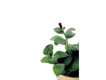 Aeschynanthus Mona Lisa "řízek s kořínky"