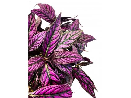 Strobilanthes "Persian shield" řízek k zakořenění