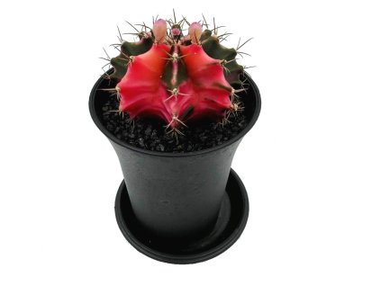 flora 631909abb3c23
