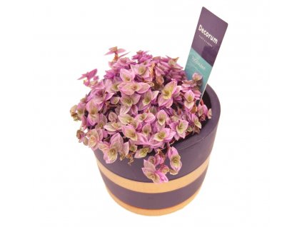 Callisia "Pink Lady"