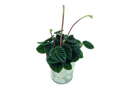 Peperomia 'Lilian”