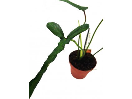Philodendron Joepii "řízek k zakořenění"