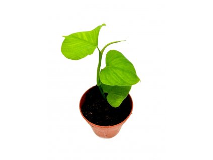 Philodendron "Peru"