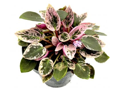 Saintpaulia variegata "Joy's Pink Halo"