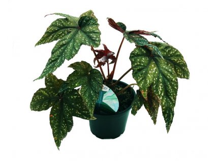 Begonia "Gryphon"