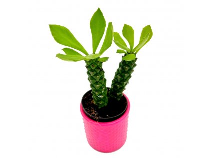 Euphorbia monadenium Guentheri "Sausage Spurge"