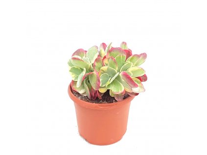 kalanchoe thyrsiflora variega