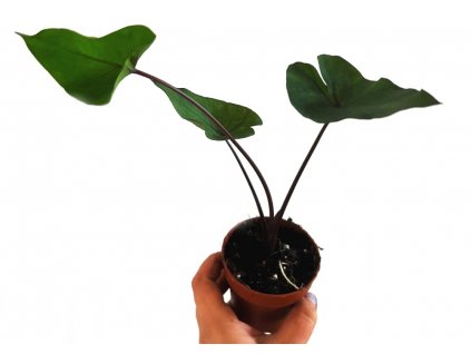 Colocasia "Tea Cup"