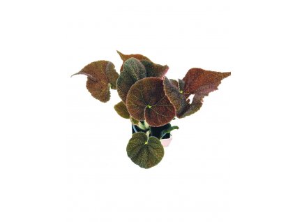 Begonia "Masoniana River"