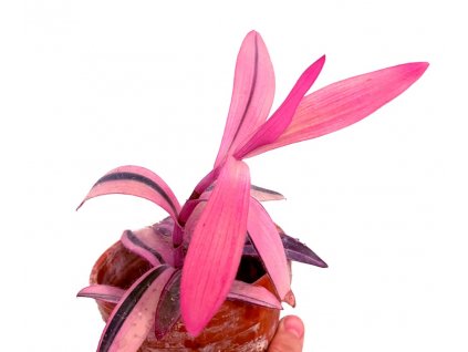 Tradescantia pallida variegata "Pink Stripe" řízek k zakořenění