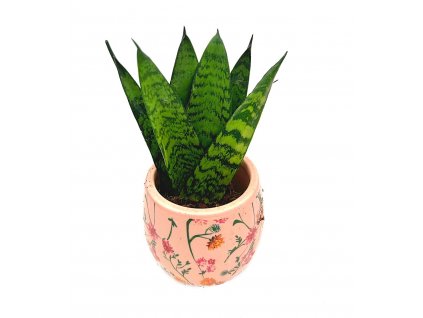 Sansevieria “Fan Style”