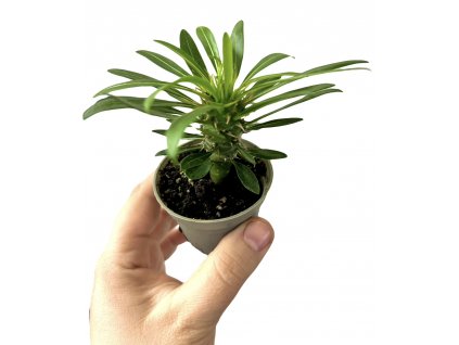 A357B170 CAB0 444F 8DEE D5F3EE1948B5