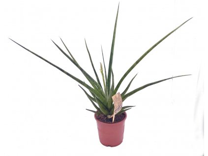 Sansevieria cyl. "Gracilis Grey" XXL