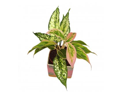 Duo Aglaonema "Unyamanee/Kiwi"