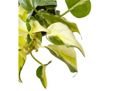 Philodendron hederaceum "Rio" řízek k zakořenění