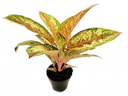 Aglaonema "Painted Celebration" XXL