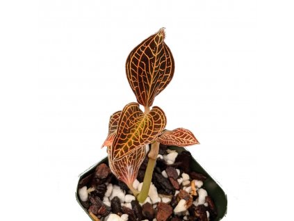 acbbd229 c096 43e0 9806 ca3981a9a770 68625