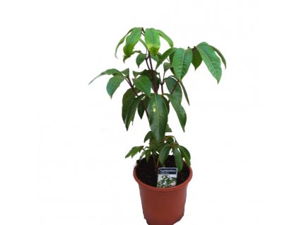 fdc09550 b32f 4874 b864 3796c4b21247