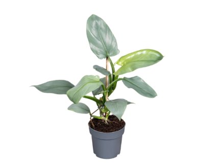 Snímek obrazovky 2026 01 07 091928