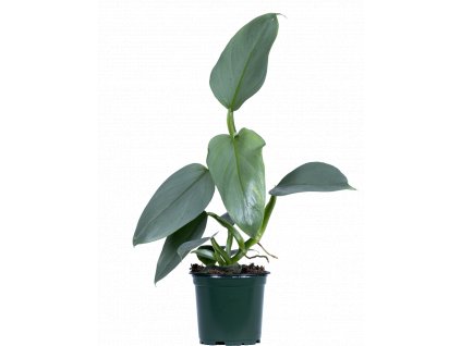 SilverPhilodendron4in 1024x1024 (1)
