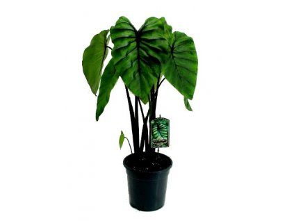 Colocasia "Pharaohs Mask"