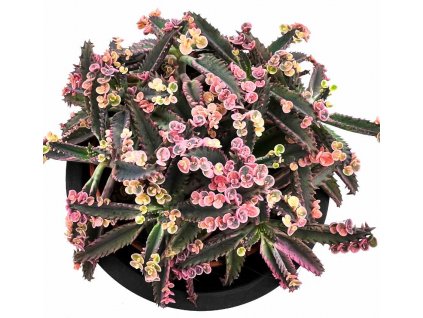 Kalanchoe "Pink Butterfly"