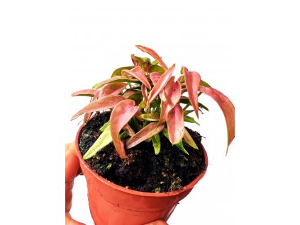 Syngonium "T1510"