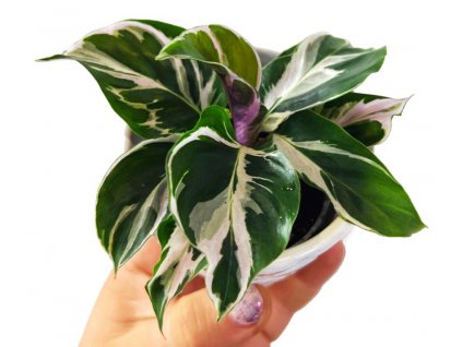 Calathea "White fusion"  baby