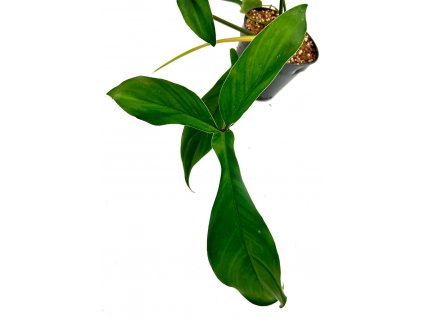 Philodendron "69686" řízek k zakořenění
