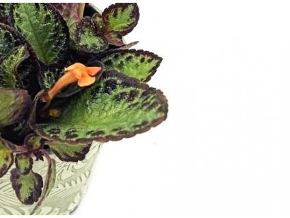 WhatsApp Image 2023 02 23 at 14.42.23 kopie(1)